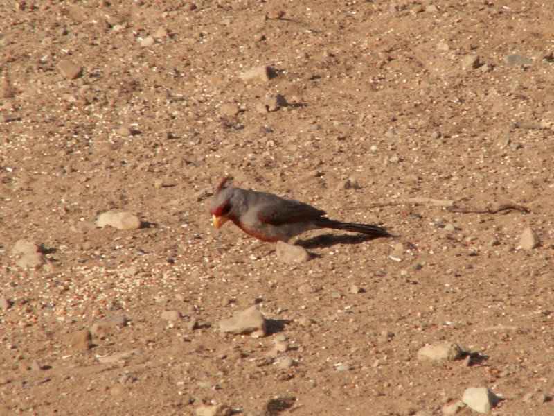 Taken by waterdragon687 at her parents' house in New Mexico, May 2006 - please do not reproduce without permission