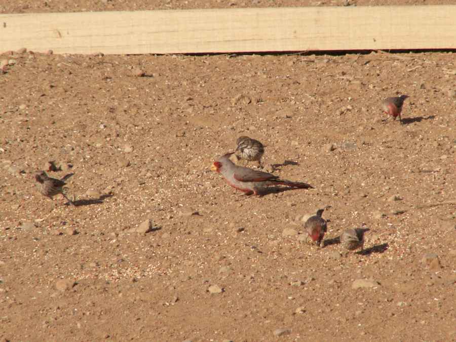 Taken by waterdragon687 at her parents' house in New Mexico, May 2006 - please do not reproduce without permission