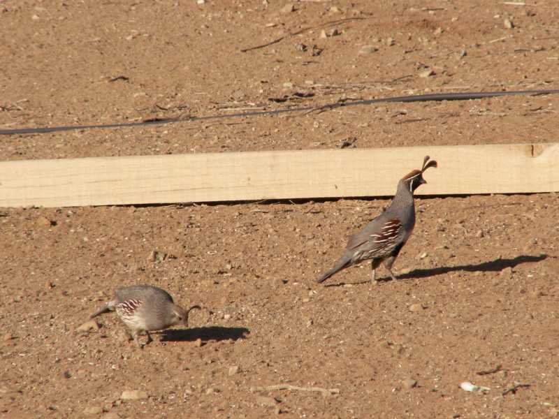 Taken by waterdragon687 at her parents' house in New Mexico, May 2006 - please do not reproduce without permission
