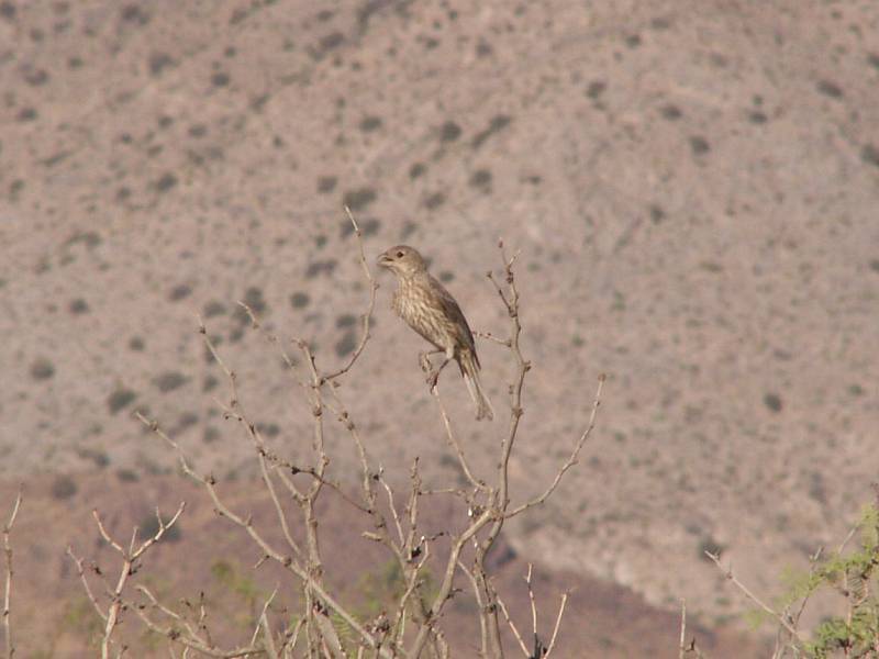Taken by waterdragon687 at her parents' house in New Mexico, May 2006 - please do not reproduce without permission