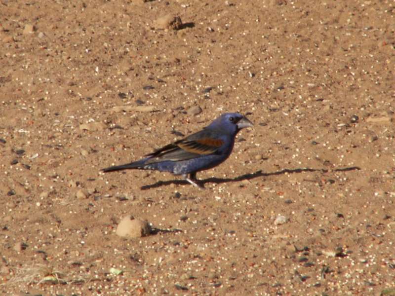 Taken by waterdragon687 at her parents' house in New Mexico, May 2006 - please do not reproduce without permission