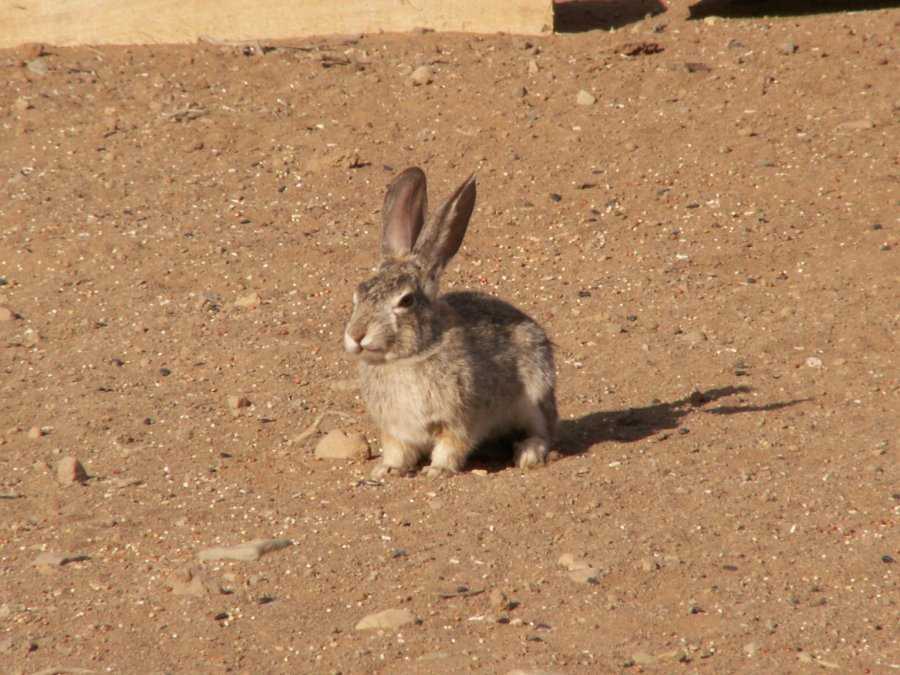 Taken by waterdragon687 at her parents' house in New Mexico, May 2006 - please do not reproduce without permission