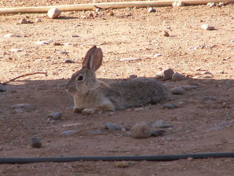 Taken by waterdragon687 at her parents' house in New Mexico, May 2006 - please do not reproduce without permission