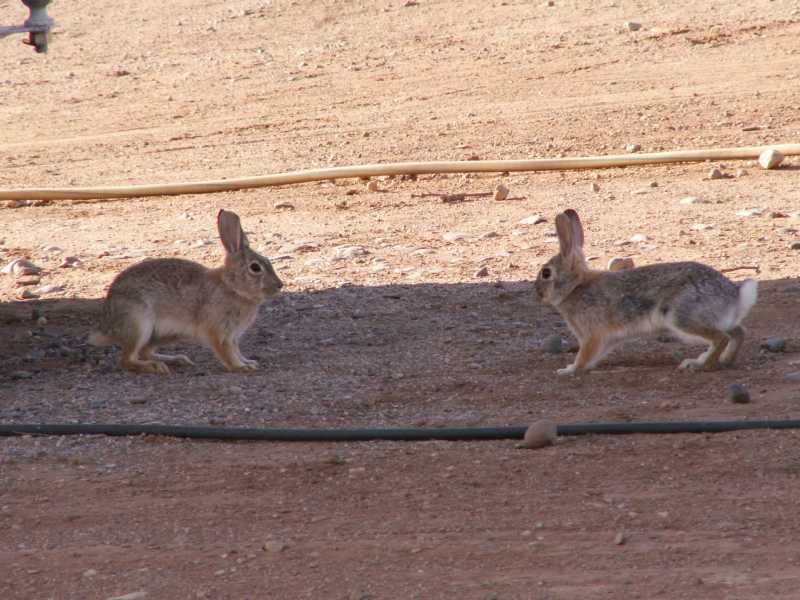 Taken by waterdragon687 at her parents' house in New Mexico, May 2006 - please do not reproduce without permission