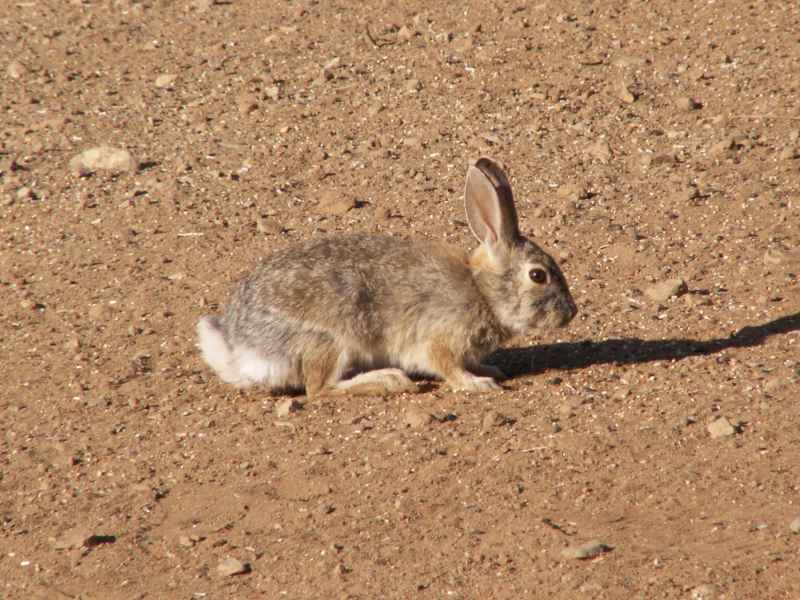 Taken by waterdragon687 at her parents' house in New Mexico, May 2006 - please do not reproduce without permission