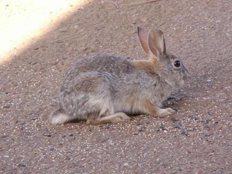 Taken by waterdragon687 at her parents' house in New Mexico, May 2006 - please do not reproduce without permission