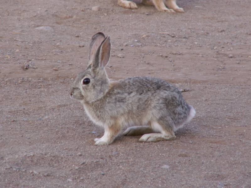 Taken by waterdragon687 at her parents' house in New Mexico, May 2006 - please do not reproduce without permission
