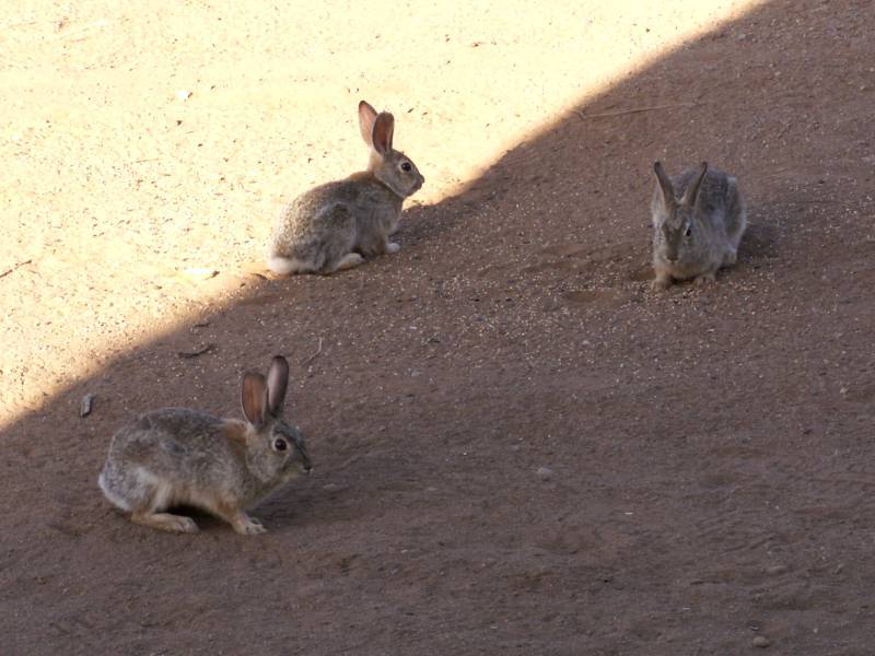 Taken by waterdragon687 at her parents' house in New Mexico, May 2006 - please do not reproduce without permission