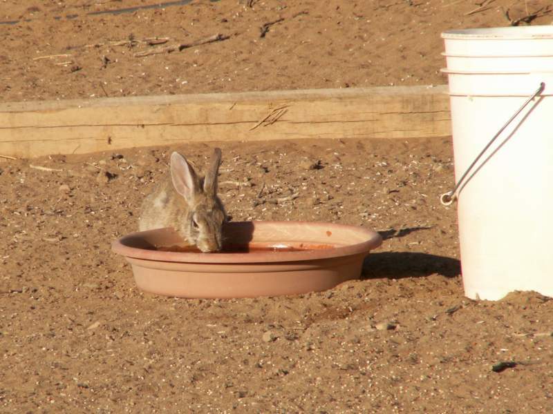 Taken by waterdragon687 at her parents' house in New Mexico, May 2006 - please do not reproduce without permission