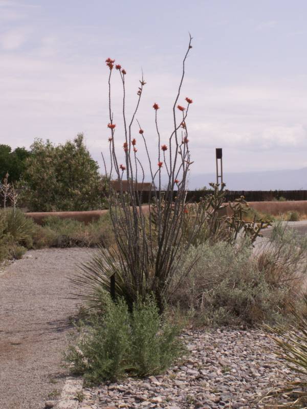 Taken by waterdragon687 on vacation in New Mexico, May 2006 - please do not reproduce without permission