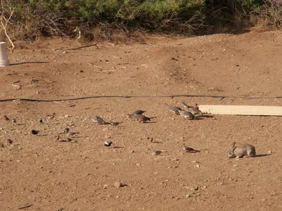 Taken by waterdragon687 at her parents' house in New Mexico, May 2006 - please do not reproduce without permission