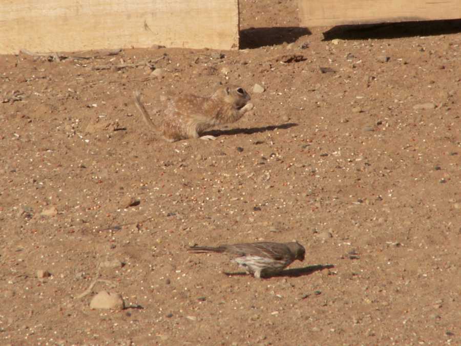 Taken by waterdragon687 at her parents' house in New Mexico, May 2006 - please do not reproduce without permission