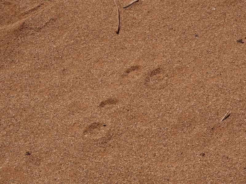 Taken by waterdragon687 at her parents' house in New Mexico, May 2006 - please do not reproduce without permission