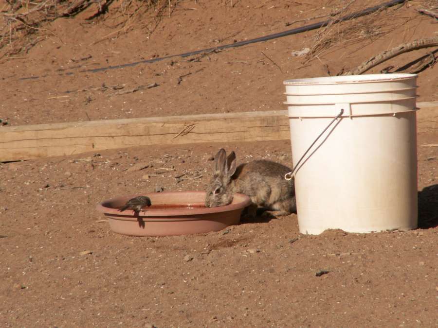 Taken by waterdragon687 at her parents' house in New Mexico, May 2006 - please do not reproduce without permission