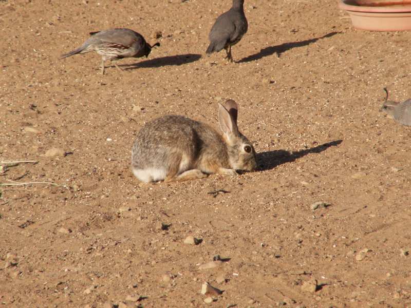 Taken by waterdragon687 at her parents' house in New Mexico, May 2006 - please do not reproduce without permission