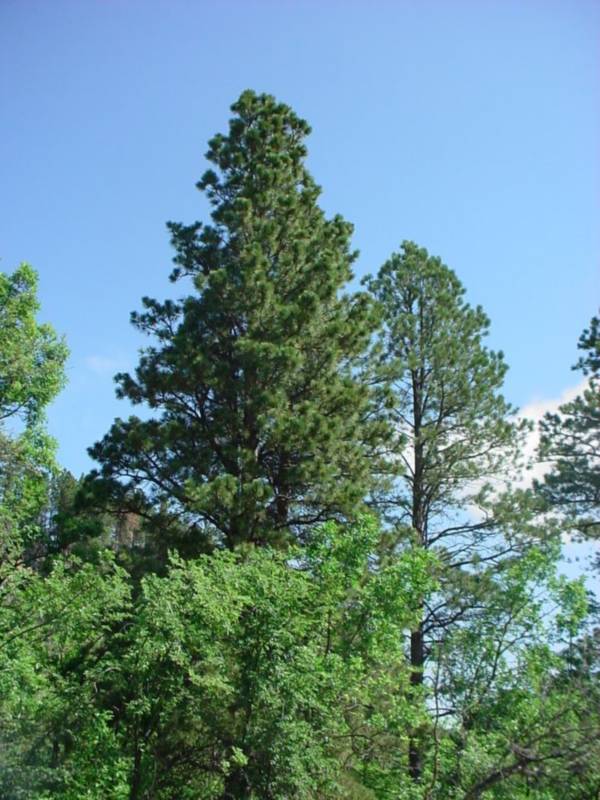 Taken by waterdragon687 in the vicinity of Spearfish, South Dakota, June 2005 - please do not reproduce without permission