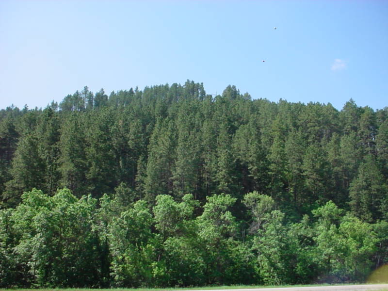 Taken by waterdragon687 in the vicinity of Spearfish, South Dakota, June 2005 - please do not reproduce without permission