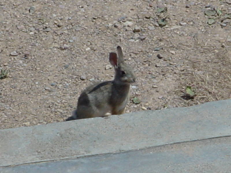 Taken by waterdragon687 in the vicinity of Spearfish, South Dakota, June 2005 - please do not reproduce without permission