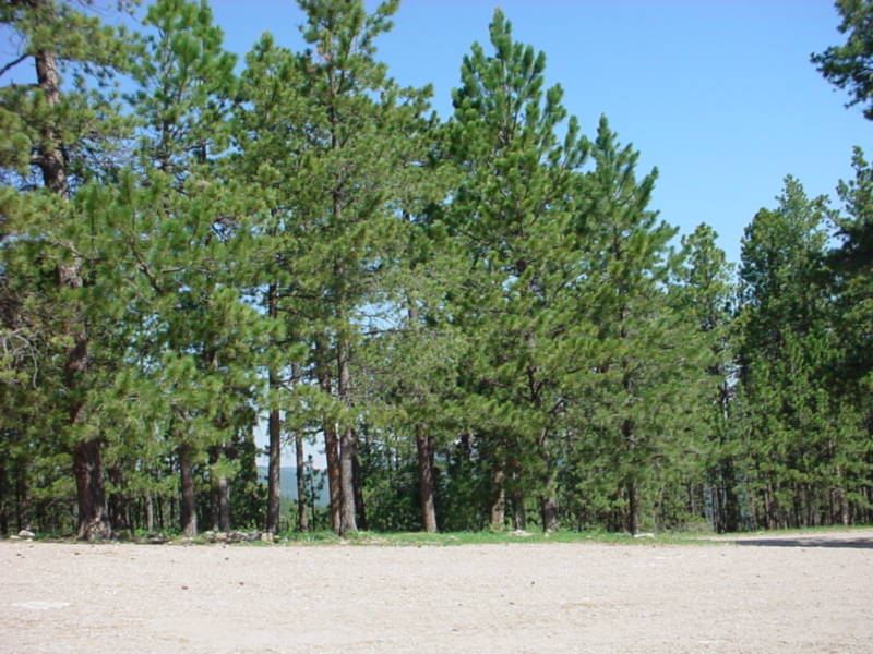 Taken by waterdragon687 in the vicinity of Spearfish, South Dakota, June 2005 - please do not reproduce without permission