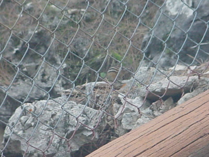 Taken by waterdragon687 in the vicinity of Spearfish, South Dakota, June 2005 - please do not reproduce without permission