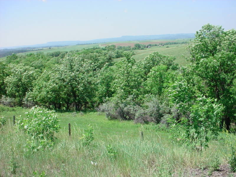 Taken by waterdragon687 in the vicinity of Spearfish, South Dakota, June 2005 - please do not reproduce without permission